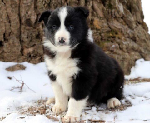 Patrick Border Collie2