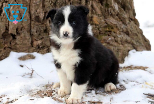 Patrick Border Collie2 image