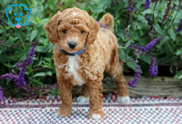 Patrick Mini Poodle2