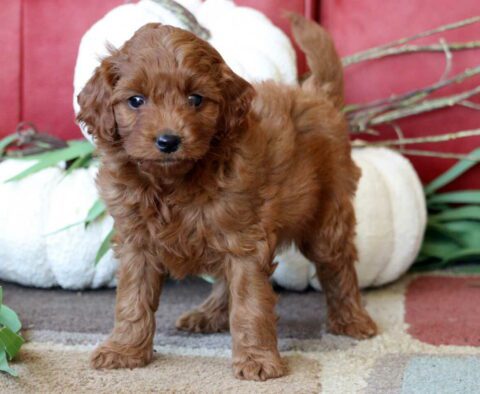 Patrick toy Goldendoodle2