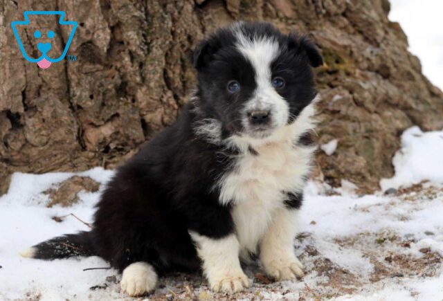 Patty Border Collie image