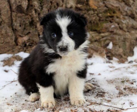 Patty Border Collie2