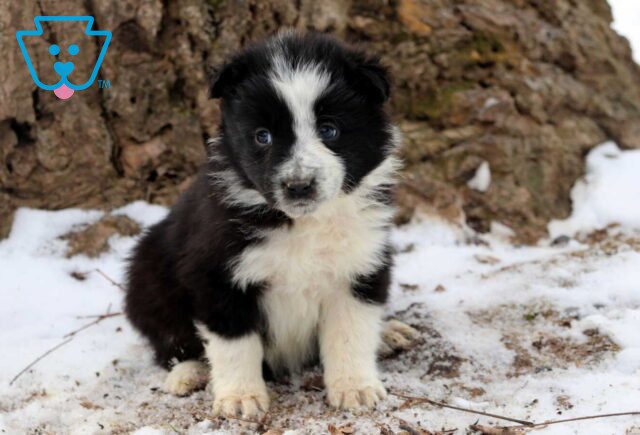 Patty Border Collie2 image