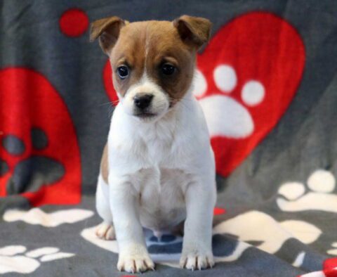 Pauly Jack Russell