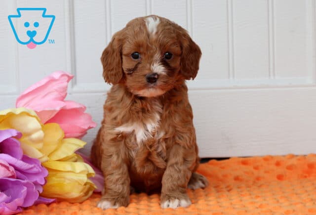 Paws Cockapoo image