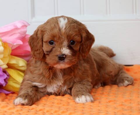 Paws Cockapoo2