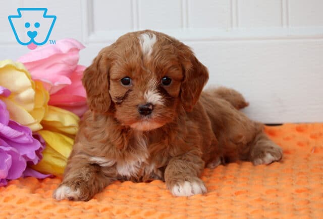 Paws Cockapoo2 image