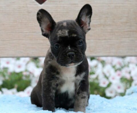 Paws French Bulldog