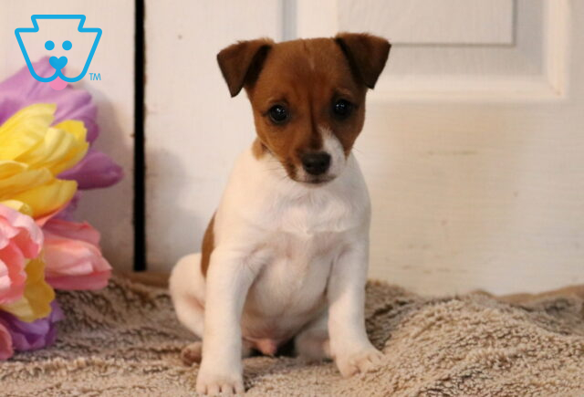 Paws Jack Russell image