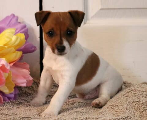 Paws Jack Russell2