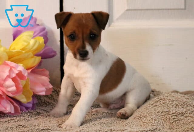 Paws Jack Russell2 image