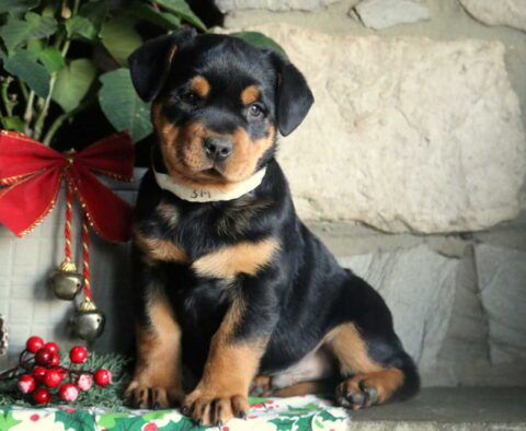 Paws Mini Rottie
