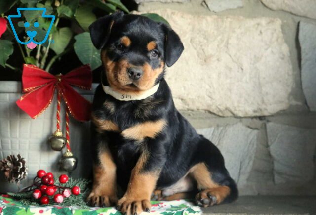 Paws Mini Rottie image