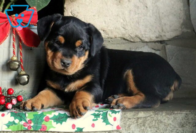 Paws Mini Rottie2 image