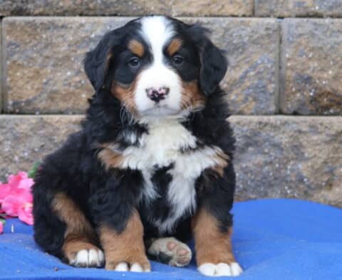 Pax Bernese