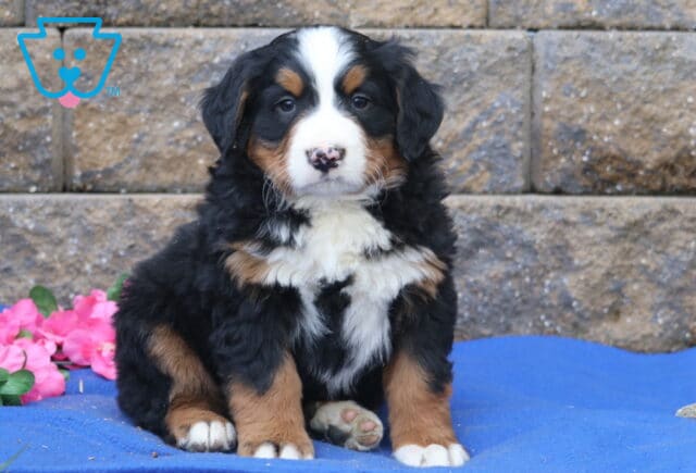 Pax Bernese image