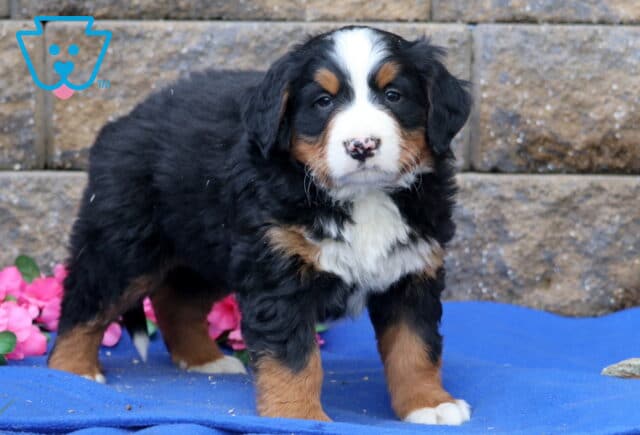 Pax Bernese2 image