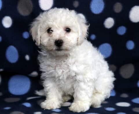 Pax Bichon2
