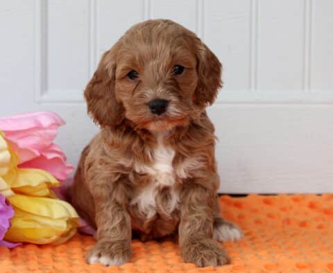 Paxton Cockapoo