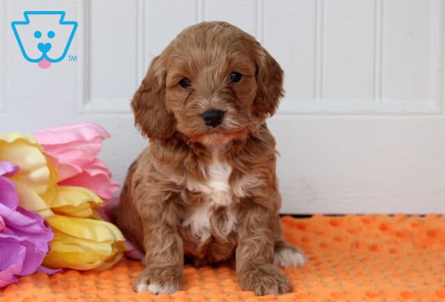 Paxton Cockapoo image
