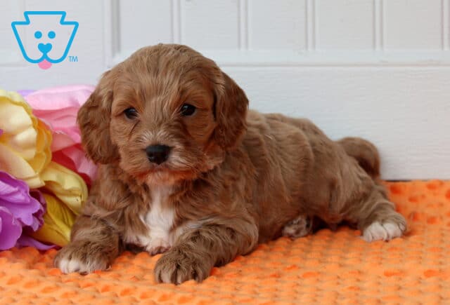 Paxton Cockapoo2 image
