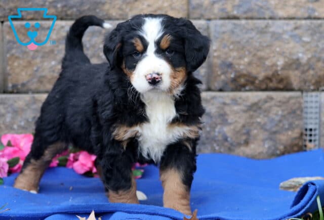 Payton Bernese image