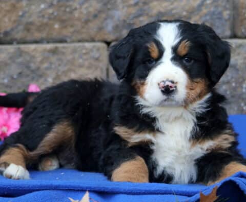 Payton Bernese2