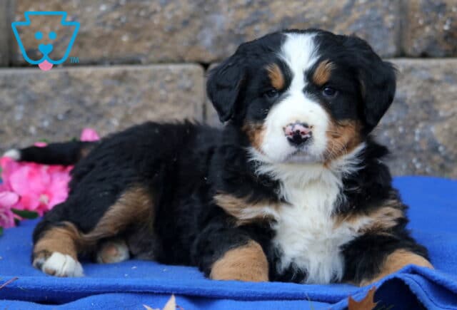 Payton Bernese2 image