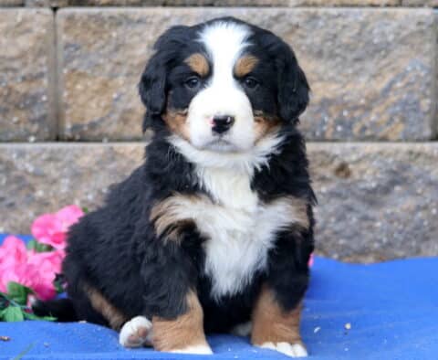Peace Bernese