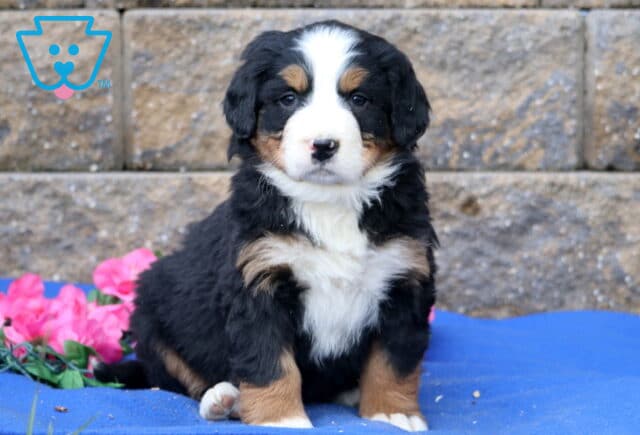 Peace Bernese image