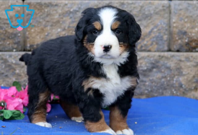Peace Bernese2 image