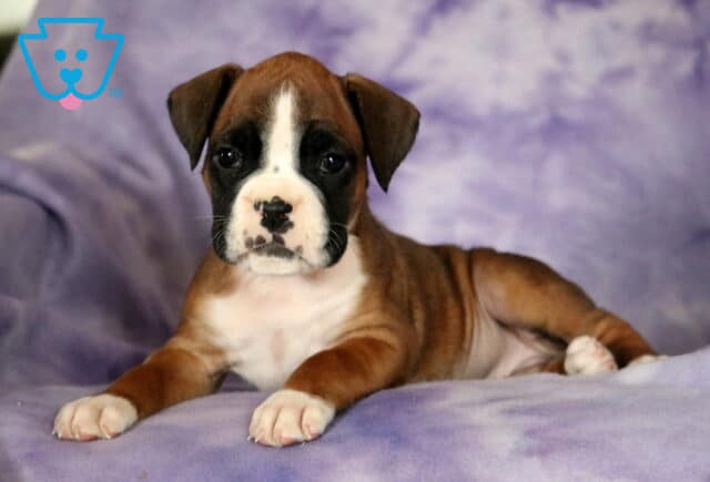 Peach Boxer image