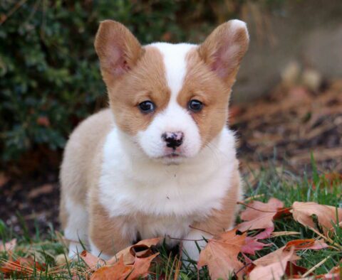 Peach Corgi