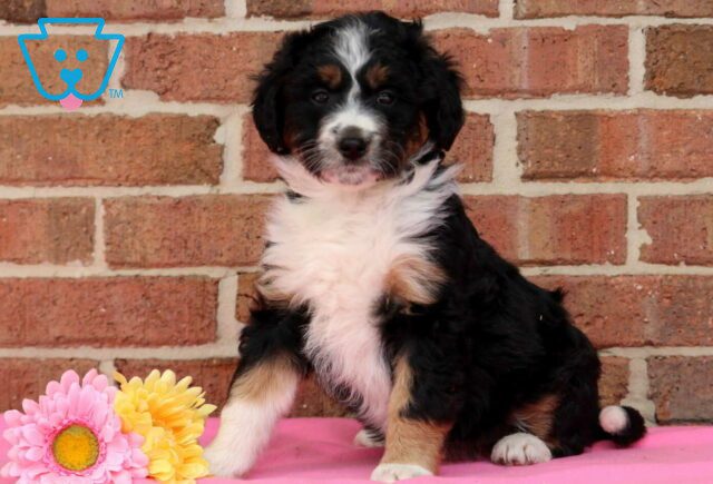 Peach Mini Aussiedoodle