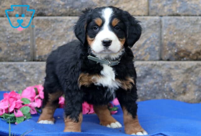 Peaches Bernese image