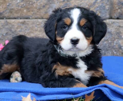 Peaches Bernese2