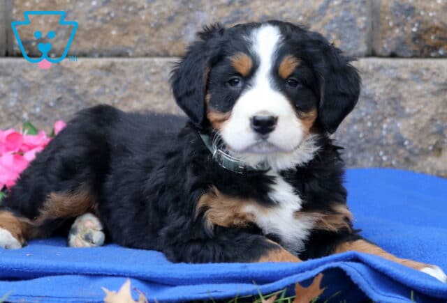 Peaches Bernese2 image