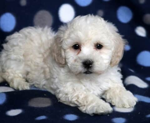 Peanut Bichon2
