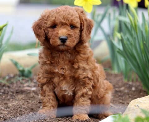 Peanut Mini Goldendoodle