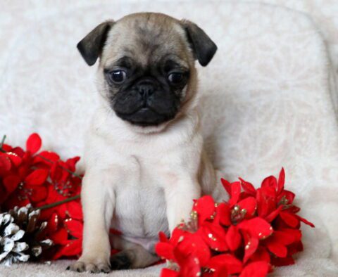 Peanut Pug