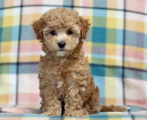 Pearl Bichpoo