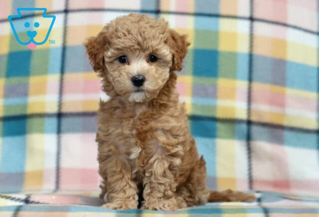 Pearl Bichpoo image