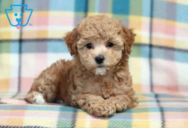 Pearl Bichpoo2 image