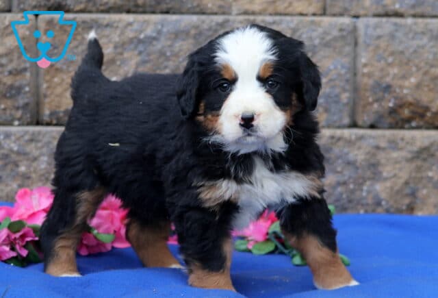 Pebbles Bernese image