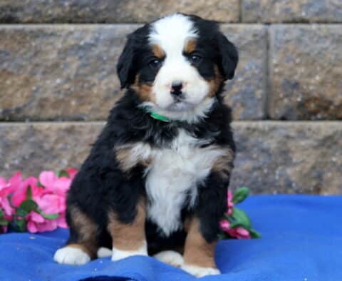 Pebbles Bernese2