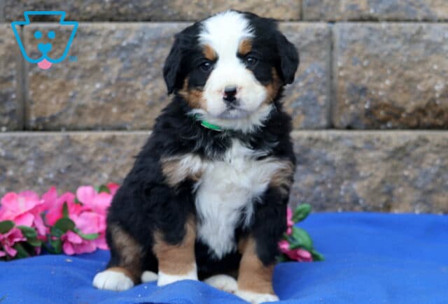 Pebbles Bernese2 image