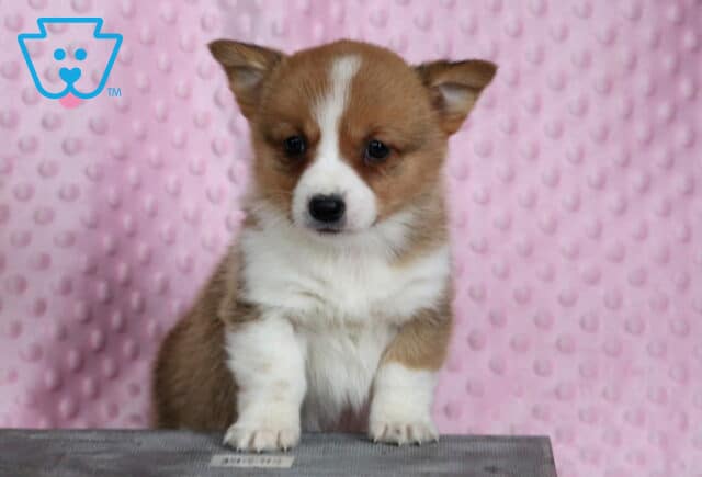 Pebbles Corgi image