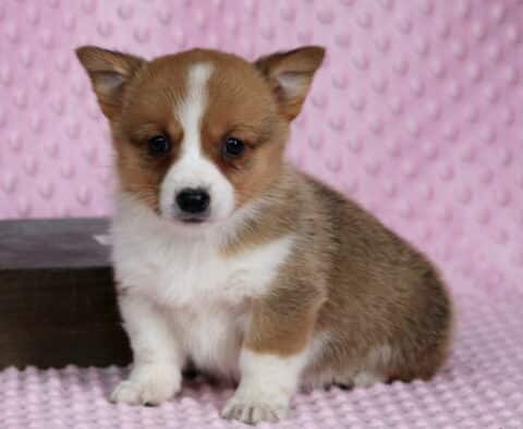 Pebbles Corgi2