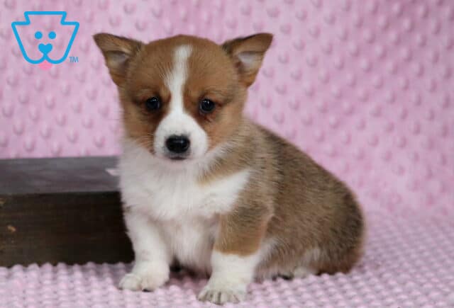 Pebbles Corgi2 image