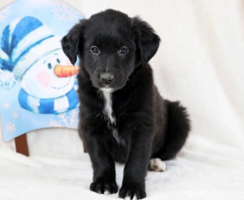 Pebbles Golden Mix